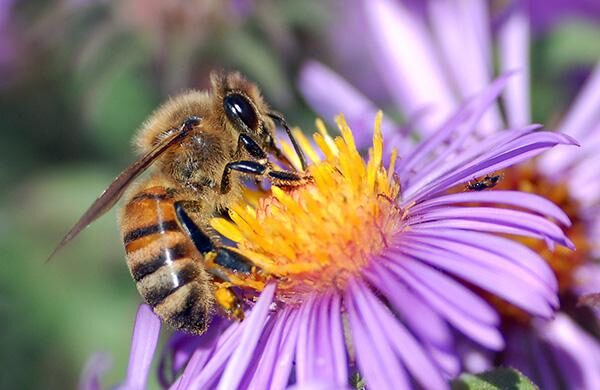 5G Honigbiene Verein Schutz vor Strahlung